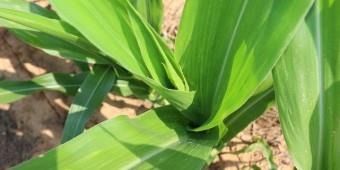 Diseases Still Prevalent In Alabama Corn Crop